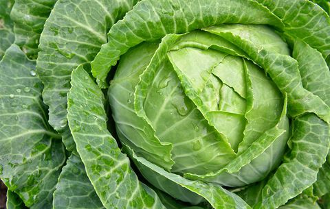 Cabbage